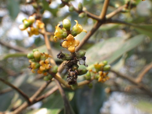 Avicennia officinalis (New Zealand mangrove) — photo