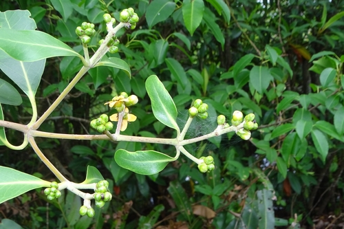 Avicennia officinalis (New Zealand mangrove) — photo