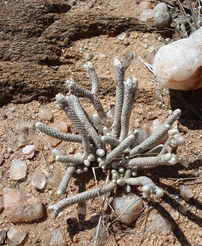 Avonia albissima — photo