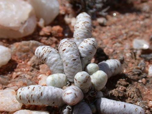 Avonia albissima