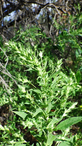 Axyris amaranthoides (Upright axyris) — photo