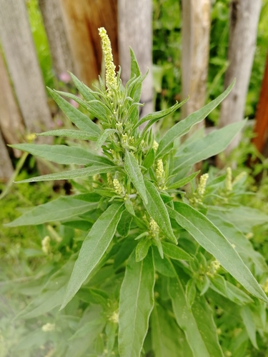 Axyris amaranthoides (Upright axyris) — photo