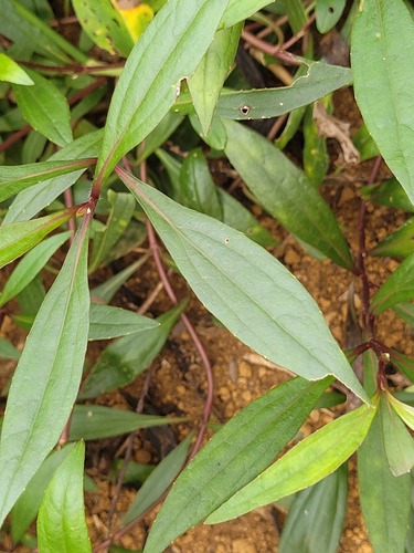 Ayapana triplinervis (Pool root) — photo
