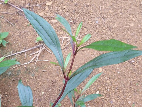 Ayapana triplinervis (Pool root) — photo