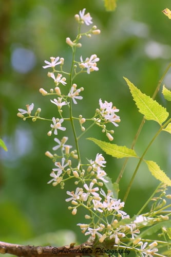 Azadirachta indica (Neem tree) — photo