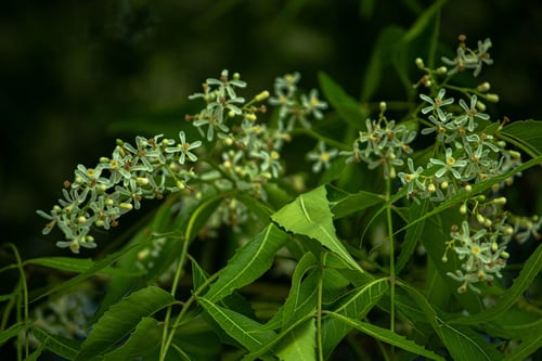 Azadirachta indica (Neem tree) — photo