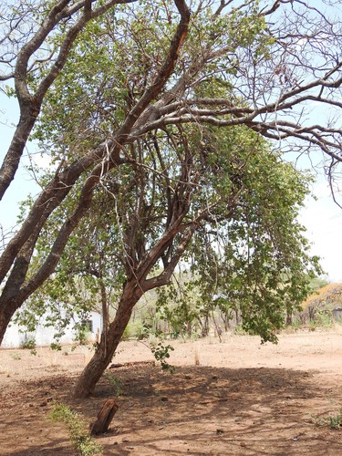 Azanza garckeana (Chewing gum tree) — photo