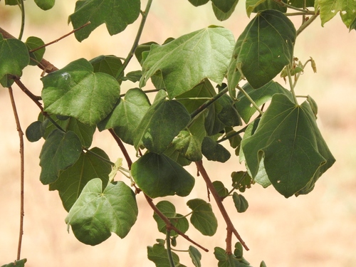 Azanza garckeana (Chewing gum tree) — photo