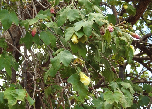 Azanza garckeana