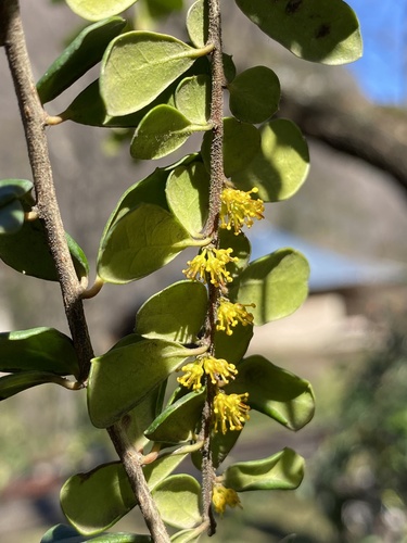 Azara microphylla (Box-leaf azara) — photo