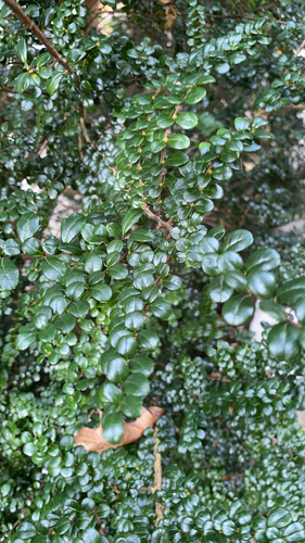 Azara microphylla (Box-leaf azara) — photo
