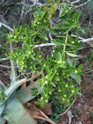 Azima tetracantha (Bee-sting bush) — photo