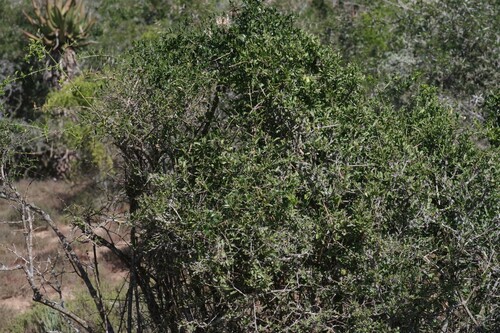 Azima tetracantha (Bee-sting bush) — photo