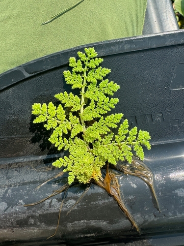Azolla nilotica — photo