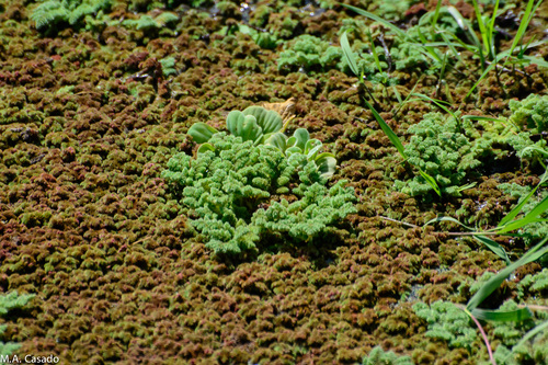 Azolla nilotica — photo
