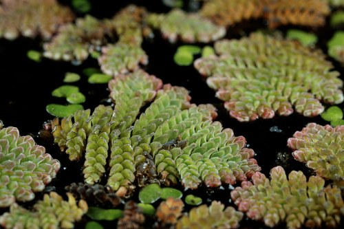 Azolla pinnata (Red azolla) — photo