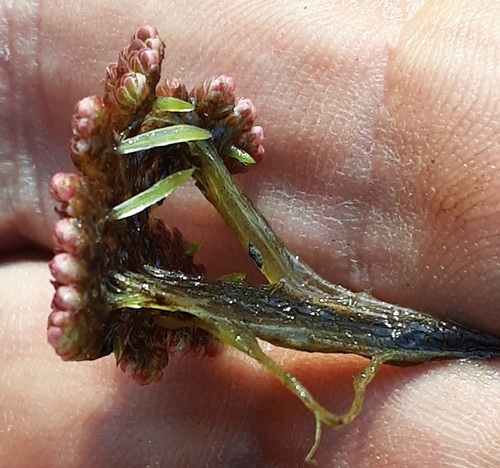 Azolla pinnata (Red azolla) — photo