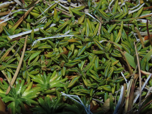 Azorella filamentosa — photo