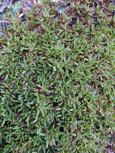Azorella filamentosa