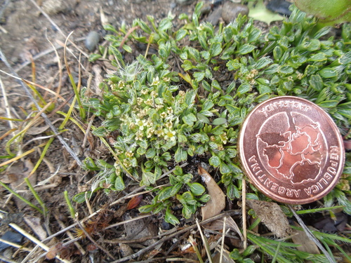 Azorella fuegiana — photo