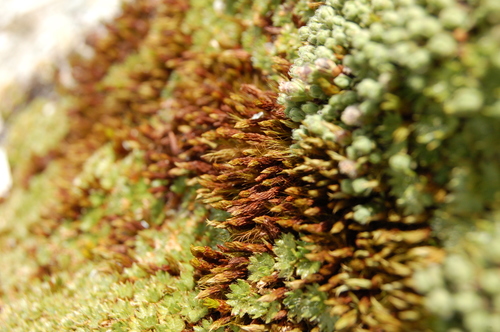 Azorella fuegiana — photo