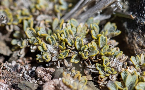 Azorella fuegiana
