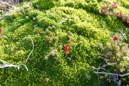 Azorella lycopodioides (Clubmoss azorella) — photo