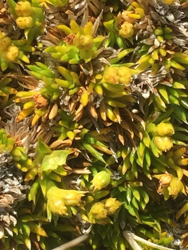 Azorella lycopodioides (Clubmoss azorella) — photo
