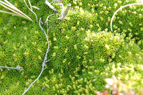 Azorella lycopodioides