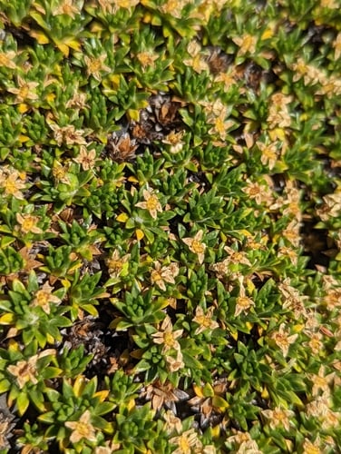 Azorella monantha (Tufted azorella) — photo