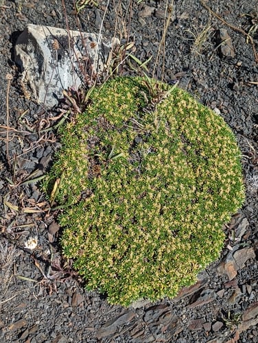 Azorella monantha (Tufted azorella) — photo