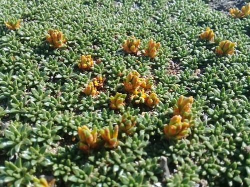 Azorella monantha