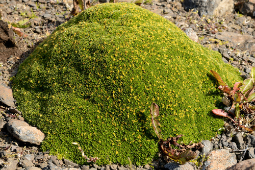 Azorella selago (Cuchion azorella) — photo