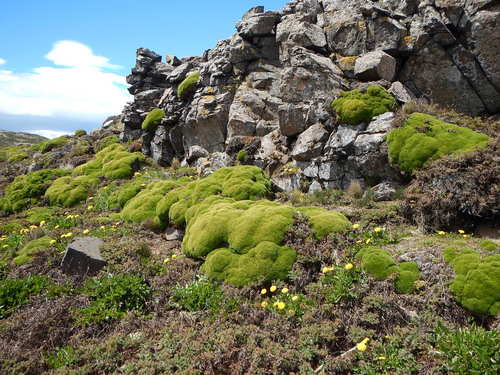 Azorella selago (Cuchion azorella) — photo