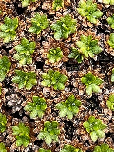 Azorella selago