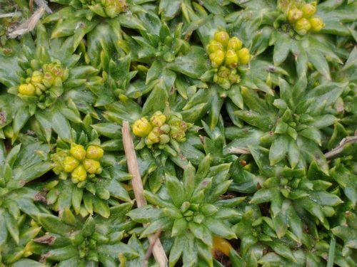 Azorella trifurcata — photo