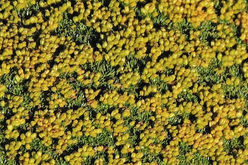Azorella trifurcata — photo