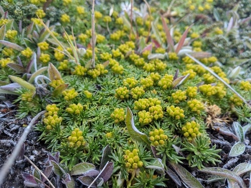 Azorella trifurcata