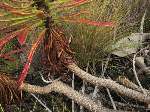 Azorina vidalii