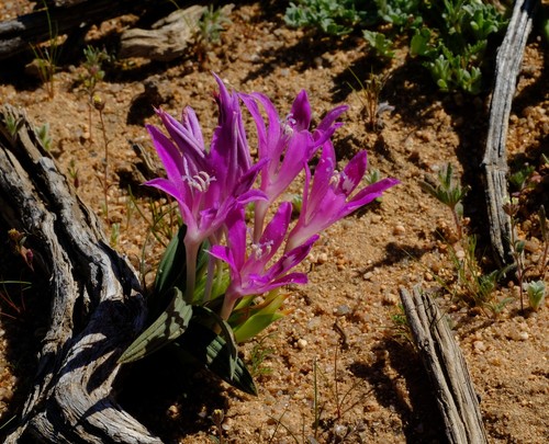 Babiana curviscapa