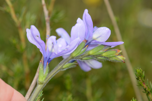 Babiana fragrans (Baboon root) — photo