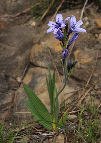 Babiana fragrans (Baboon root) — photo