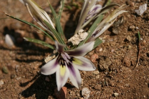Babiana hypogaea (Autumn babiana) — photo