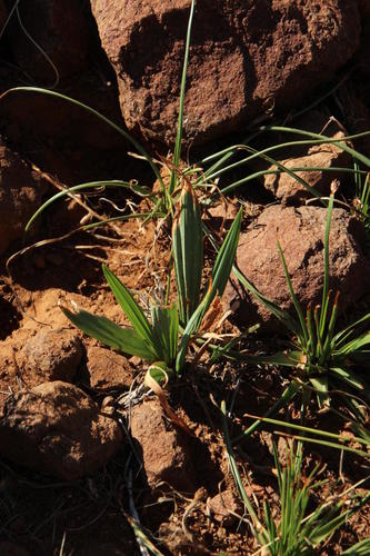 Babiana hypogaea (Autumn babiana) — photo