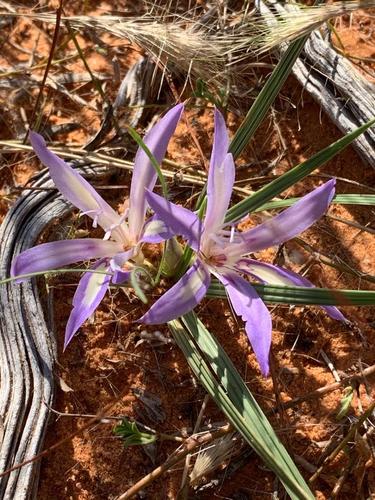 Iridaceae