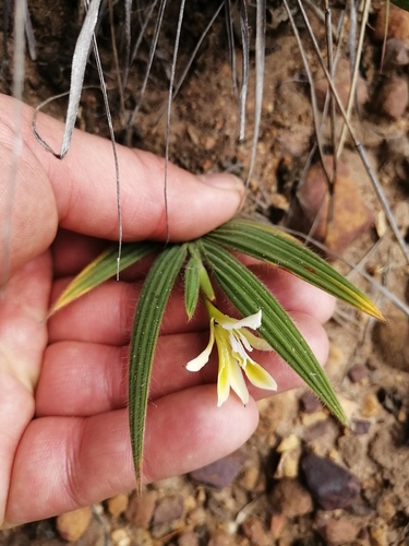 Babiana mucronata