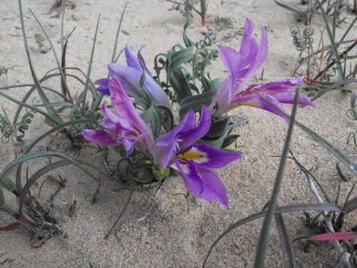 Babiana namaquensis