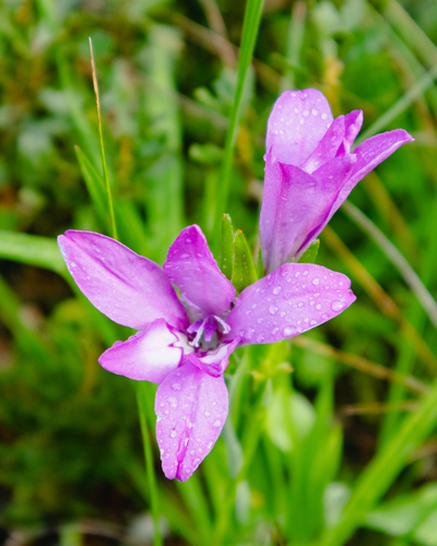 Babiana nana (Klip uintjie) — photo