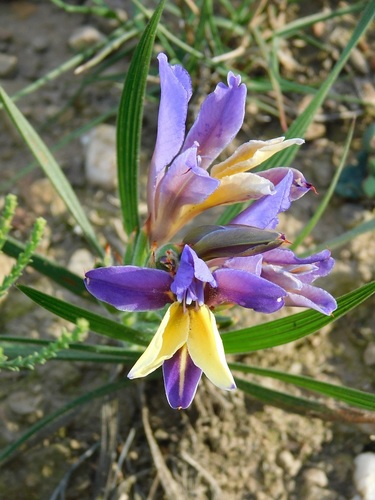 Babiana patula