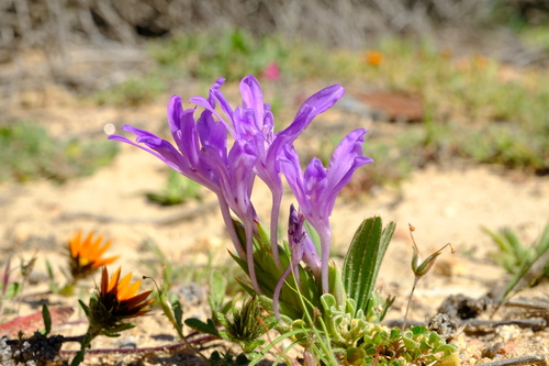 Babiana pubescens